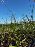 Southern Beeblossom | Oenothera simulans | Florida Native Pollinator Plant