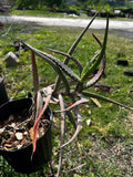 Aloe isaloensis |  Madagascar Climbing Aloe | LARGE Specimen Size