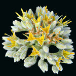 Lachnanthes caroliniana | Carolina Redroot | Native Florida Wetland Pollinator Plant