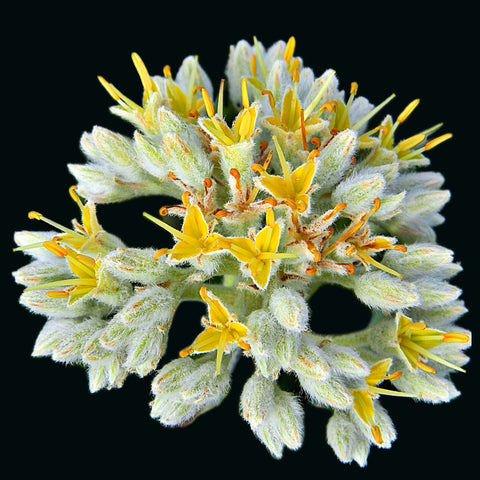 Lachnanthes caroliniana | Carolina Redroot | Native Florida Wetland Pollinator Plant