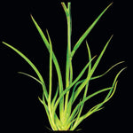 Lachnanthes caroliniana | Carolina Redroot | Native Florida Wetland Pollinator Plant