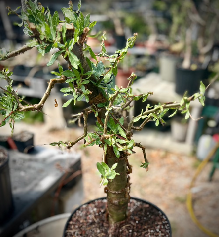 Commiphora glandulosa | Myrrh Tree | Easy Bonsai Tree
