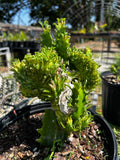 Euphorbia lacei f variegata CRESTED Grafted Specimen 1