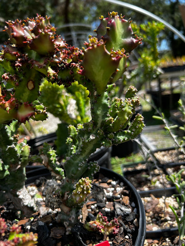Euphorbia lactea cristata monstrose f rubra Specimen 1