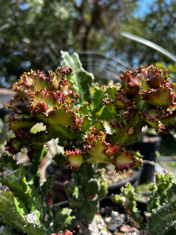 Euphorbia lactea cristata monstrose f rubra Specimen 2