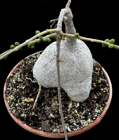 Pyrenacantha malvifolia Specimen 2 | HUGE Caudex | Stock Breeder Plant