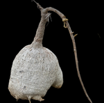 Pyrenacantha malvifolia Specimen 2 | HUGE Caudex | Stock Breeder Plant
