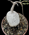 Pyrenacantha malvifolia Specimen 2 | HUGE Caudex | Stock Breeder Plant