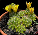 Mammillaria melaleuca | Exact Pot Full