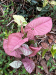 Pink Syngonium