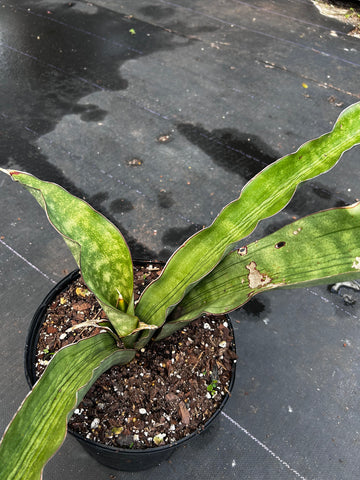 Sansevieria sp near Negomano Stream Mozambique type 6 - Stock Specimen 2