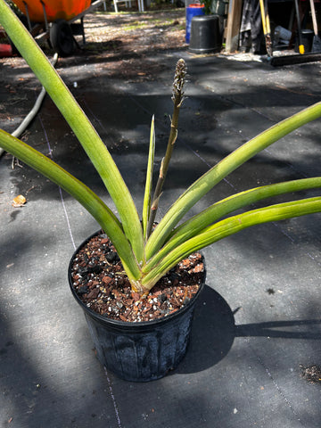 Sansevieria pearsonii | Stock Specimen 2