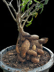 Entada leptostachya | Rooted Cuttings | RARE