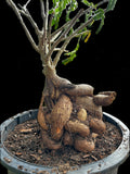 Entada leptostachya | Rooted Cuttings | RARE