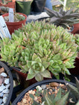 Haworthia cymbiformis 6” massive bunched pot