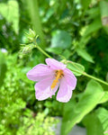 Virginia Saltmarsh Mallow | Kosteletzkya pentacarpos | Florida Native Bog Wetland Plant