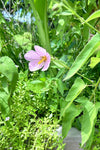 Virginia Saltmarsh Mallow | Kosteletzkya pentacarpos | Florida Native Bog Wetland Plant