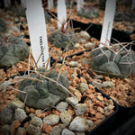 Thelocactus hexaedrophorus 5" pots