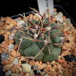 Thelocactus hexaedrophorus 5" pots