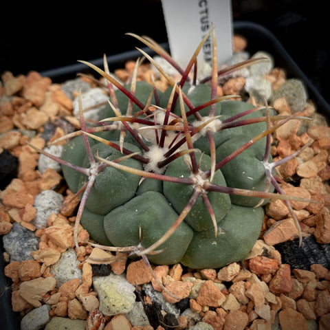 Thelocactus hexaedrophorus 5" pots