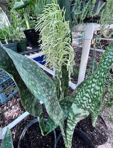 Sansevieria longiflora | HUGE Bloomer | Easy Shark Fin Dracaena