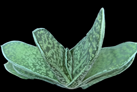 Gasteria brachyphylla