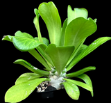 Euphorbia poissonii | Rare Seed Grown | Larger Size Caudex | 5” pots
