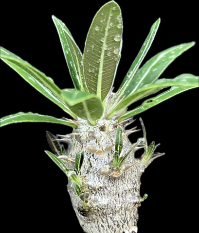 Pachypodium densiflorum Seed Grown 4" pots