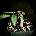 Euphorbia cremersii v rakotozafy 2" Rare Madagascar Caudex Plant - Seed Grown