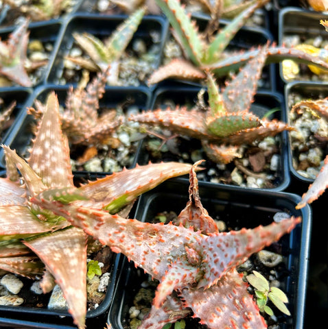 Aloe Hybrid Set 'Box of Chocolates | Exclusive Paradise Found House Bred Hybrids Set of 6