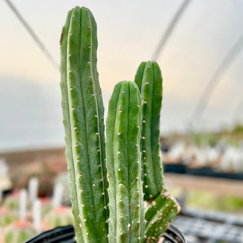 Trichocereus (echinopsis) pachanoi San Pedro Cactus 5” Pots or 2 Gallon Large