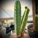 Trichocereus (echinopsis) pachanoi San Pedro Cactus | 2” Pots or 2 Gallon Large