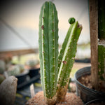 Trichocereus (echinopsis) pachanoi San Pedro Cactus 5” Pots or 2 Gallon Large