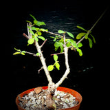 Euphorbia sp nova Tanzania  New Species Bonsai Succulent