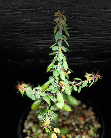 Euphorbia No ID Madagascar Species