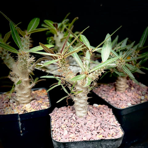 Pachypodium cactipes 4" Pots Amazing Branched Plants in