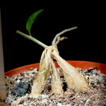 Vining Caudex Plant - Mystery ID - Awesome Huge Caudex