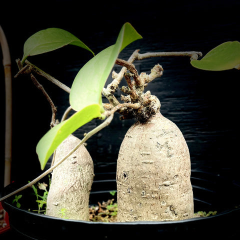 Vining Caudex Plant - Mystery ID - Awesome Huge Caudex
