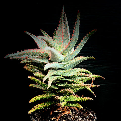 Aloe cv Oik HUGE Specimen Zimmerman Aloe Hybrid