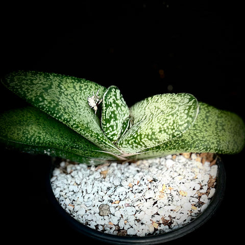Gasteria cv Junpei 5" Specimen - Reverted From Variegation - Exact Plant Ox Tongue Succulent