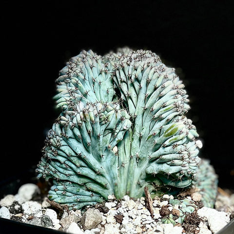 Myrtillocactus geometrizans Crested Form 5" Pots