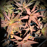 Aloe Hybrids by Nicole Mystery Box - Five Aloe Plants Total