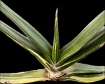 Gasteria brachyphylla Variegated hybrid Specimen | 6" pot size | Ox Tongue Succulent