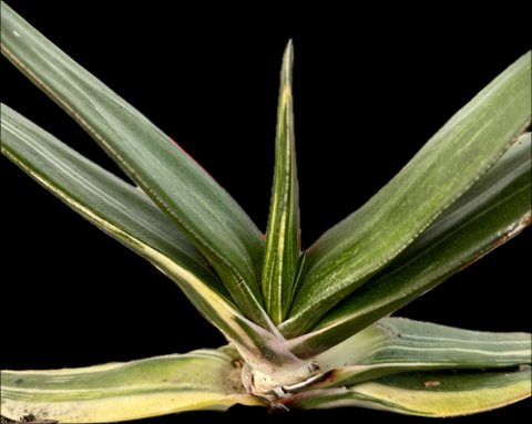 Gasteria brachyphylla Variegated hybrid Specimen | 6" pot size | Ox Tongue Succulent