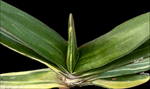 Gasteria brachyphylla Variegated hybrid Specimen | 6" pot size | Ox Tongue Succulent