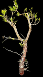Bursera morelensis 