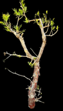 Bursera morelensis 