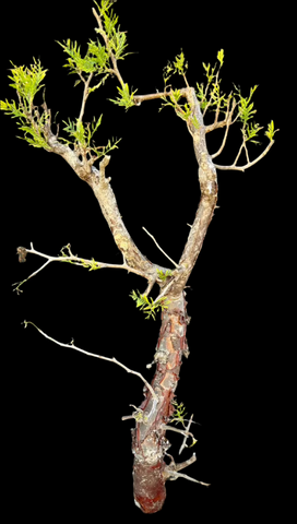 Bursera morelensis 