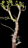 Bursera morelensis 