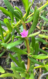 Sesuvium portulacastrum | Seaside Purslane | Florida Native Succulent